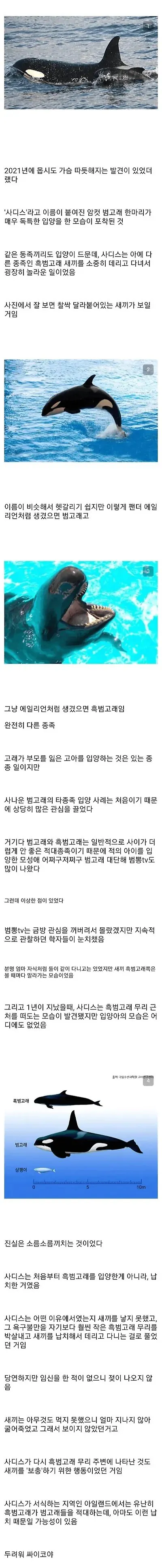 암컷 범고래가 다른 종족 고래를 입양한 이유 · 1번째 이미지