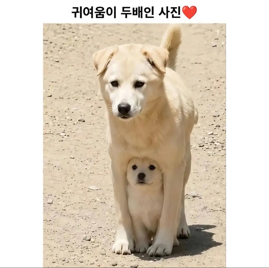 귀여움 두배 · 2번째 이미지