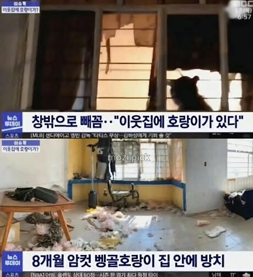 그림자 보고 집에 호랑이 있다고 신고.jpg · 2번째 이미지