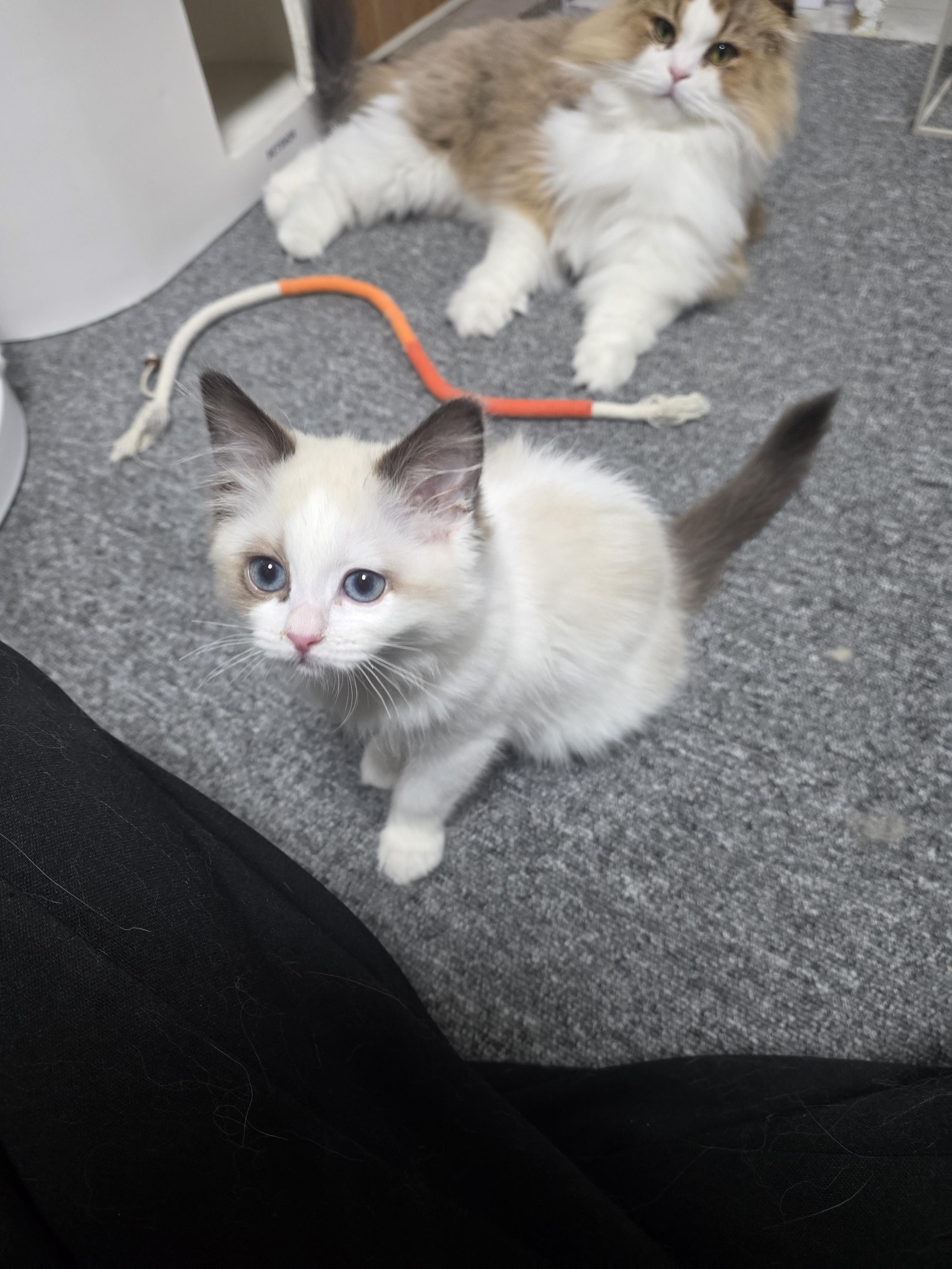 냥붕이 고앵이 사진 가져왔다 · 3번째 이미지