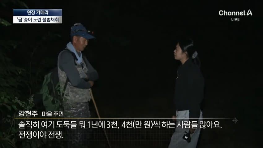 채널a) 송이버섯 1kg에 160만원...밤낮 추격전 · 17번째 이미지