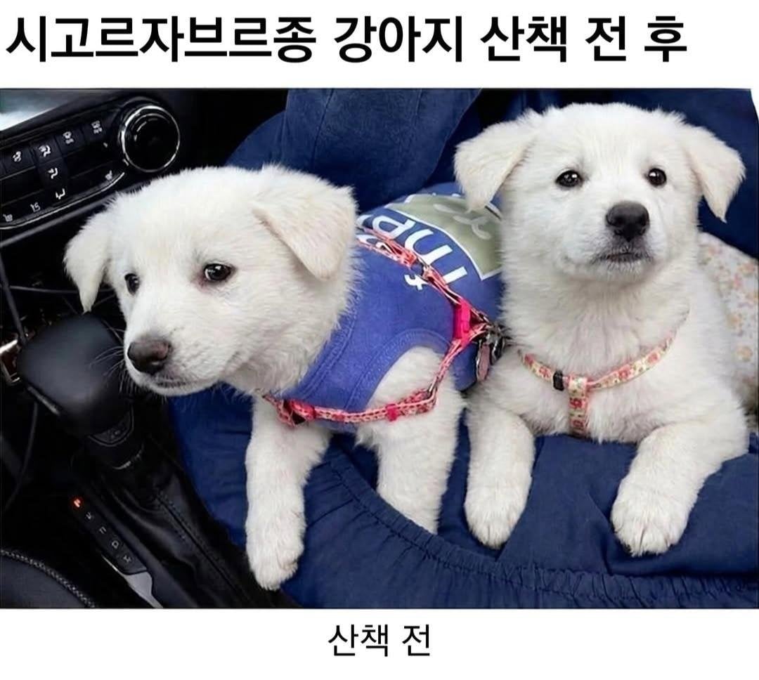 시고르자브르종 산책 전 후 · 1번째 이미지