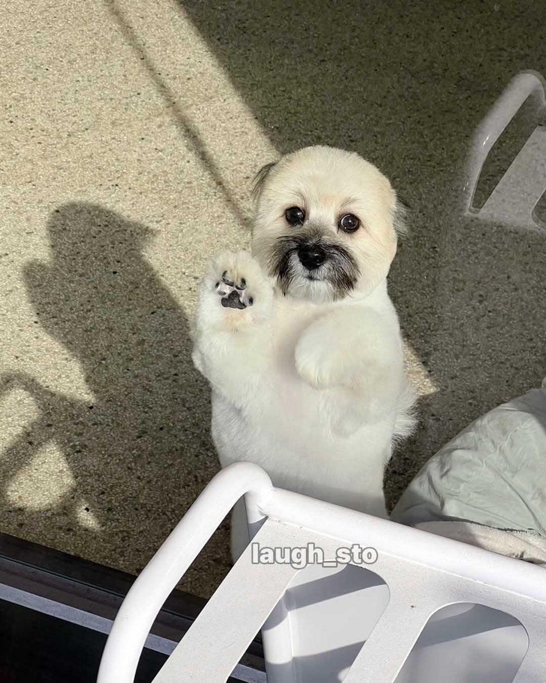 카더가든 닮은 강아지.jpg · 5번째 이미지