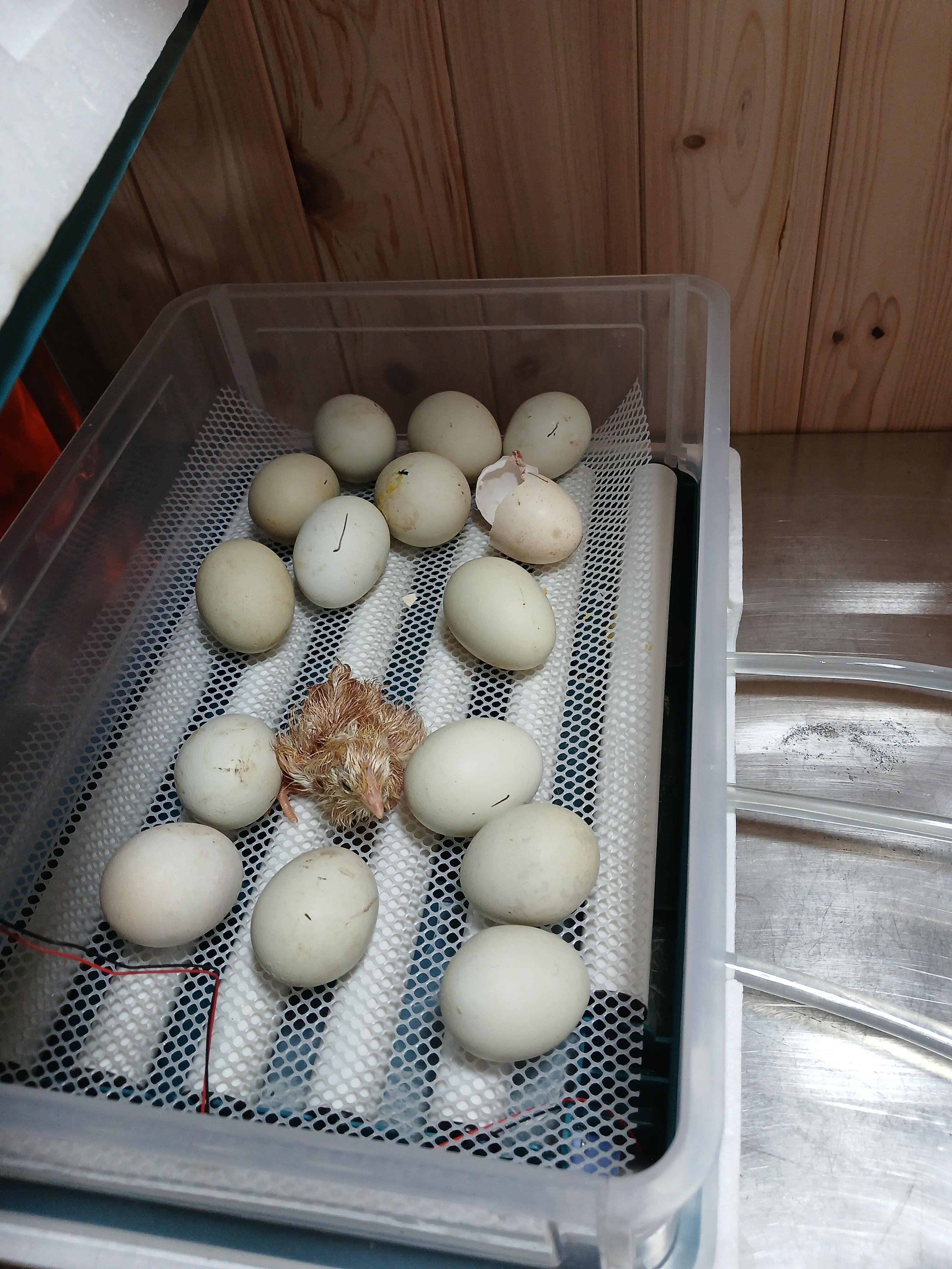 실시간 개붕이 집에 병아리 태어났다...