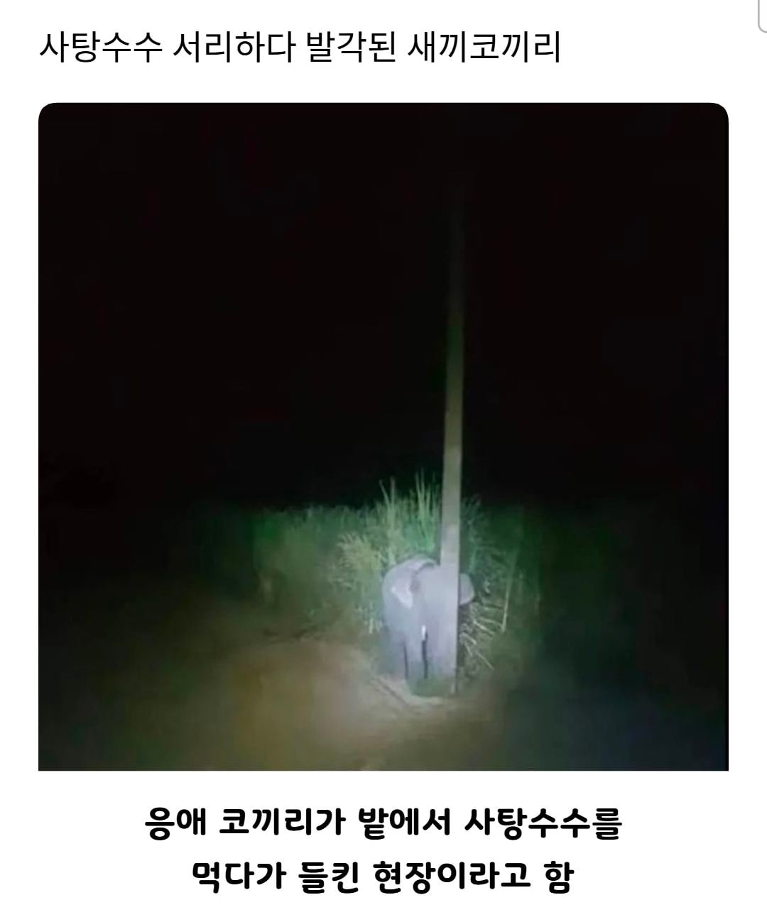 사탕수수 서리하다 발각된 새끼코끼리.jpg