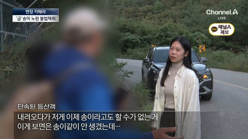 채널a) 송이버섯 1kg에 160만원...밤낮 추격전 · 32번째 이미지