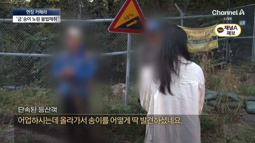 채널a) 송이버섯 1kg에 160만원...밤낮 추격전 · 31번째 이미지