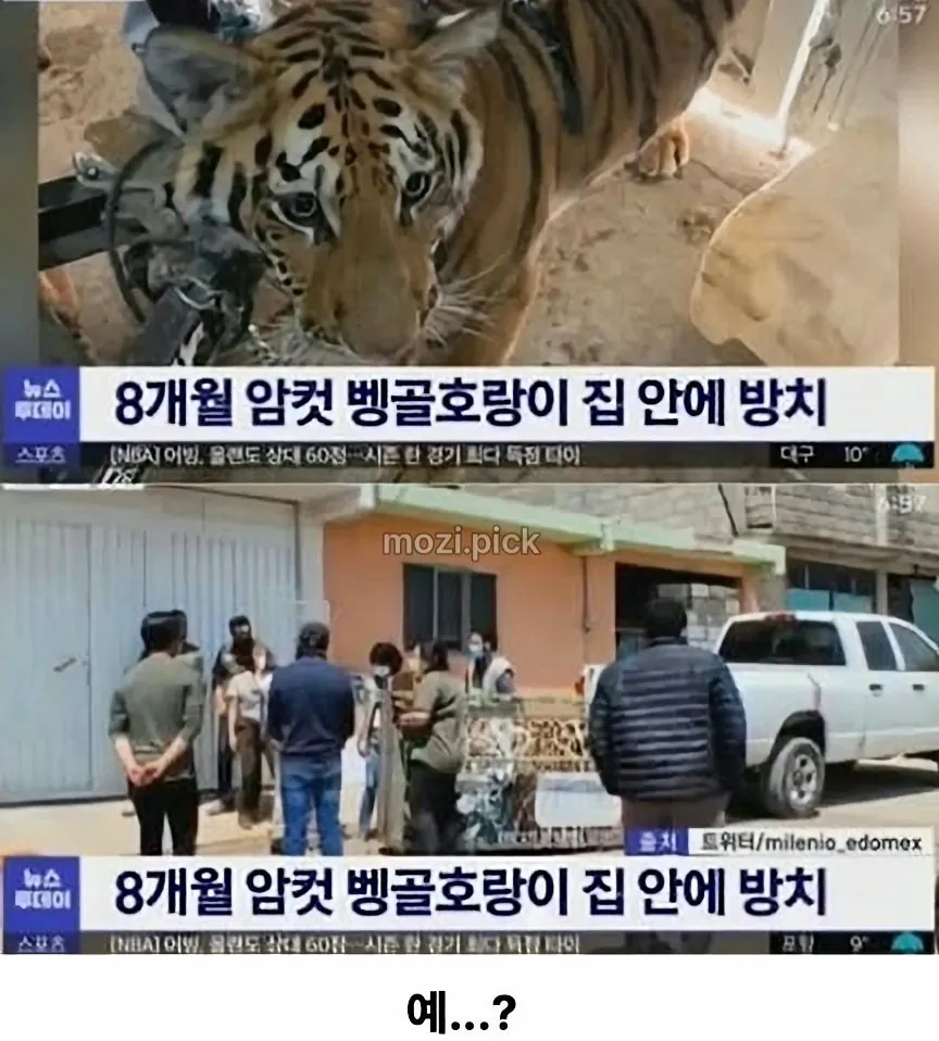그림자 보고 집에 호랑이 있다고 신고.jpg · 3번째 이미지