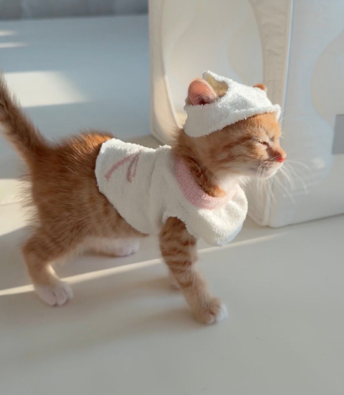 다이소 산 옷을 입는 고양이 · 12번째 이미지