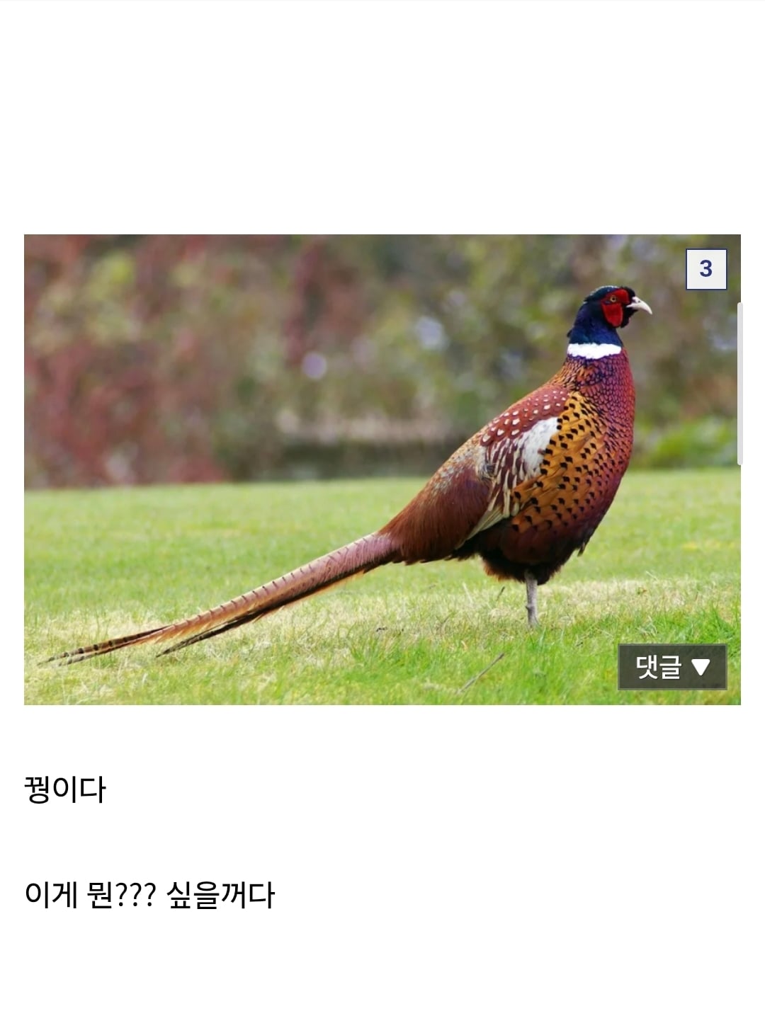 현재 울릉도 생태계가 씹창나는 이유..jpg · 3번째 이미지
