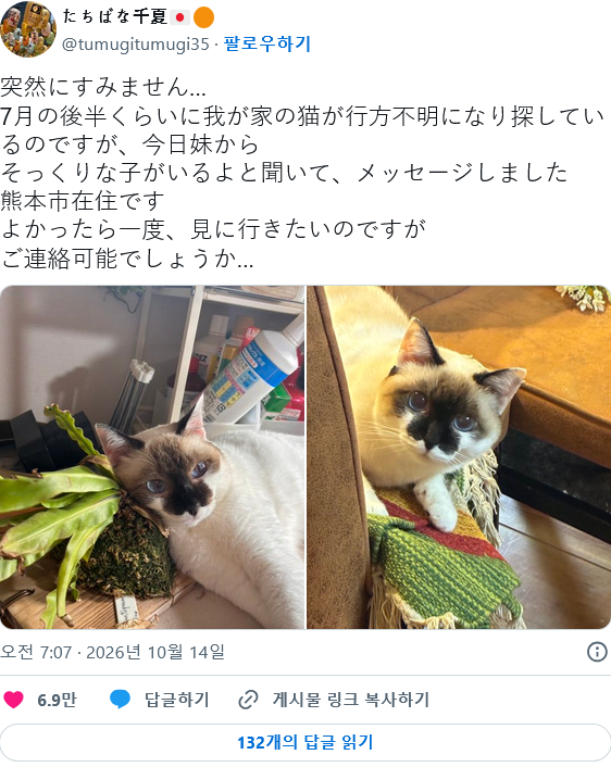 일본 트위터에서 좋아요 대박난 뻔뻔한 길고양이 · 2번째 이미지