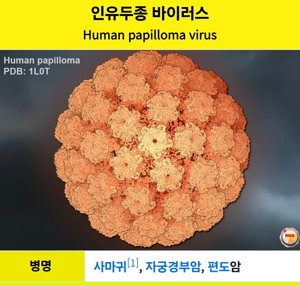 암을 만들어낼수있는 외부요인 바이러스 4가지 · 1번째 이미지