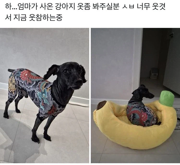 이누즈미 · 1번째 이미지