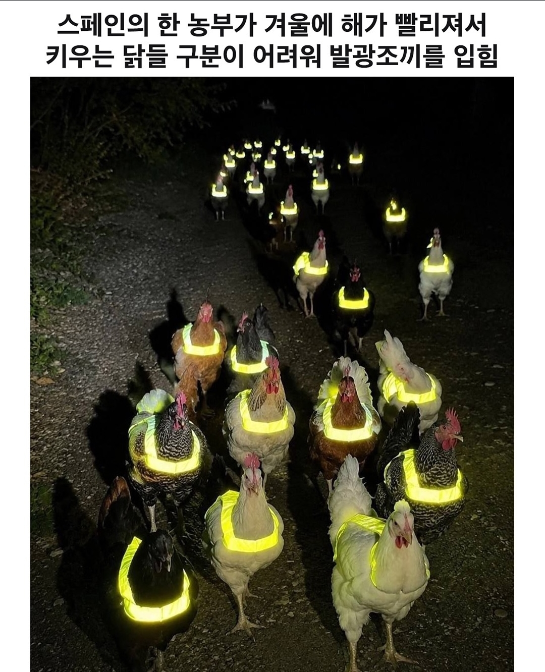 스페인 치킨 노조.jpg