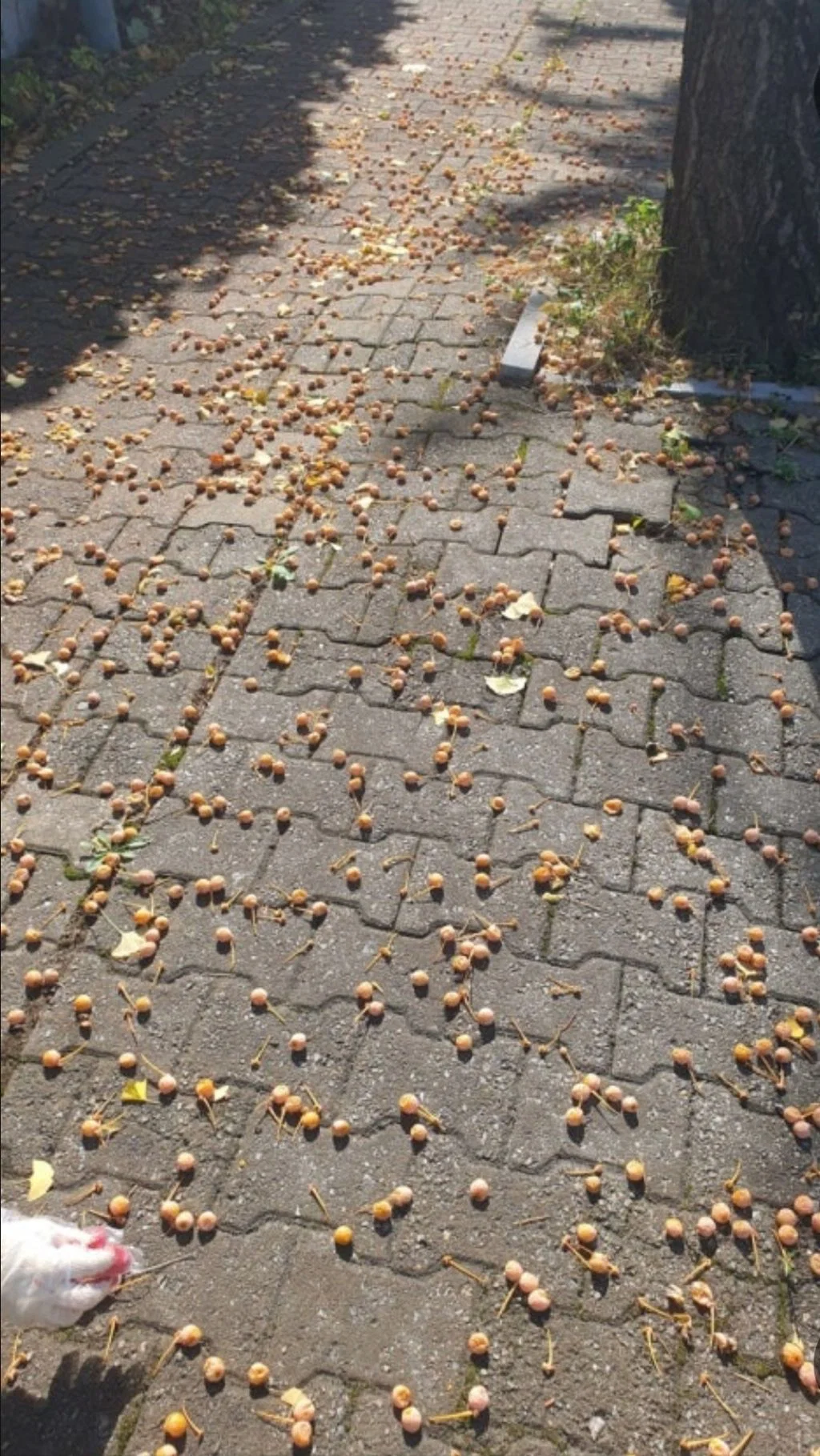 한국인은 왜 바닥만 보고 걸어? · 2번째 이미지