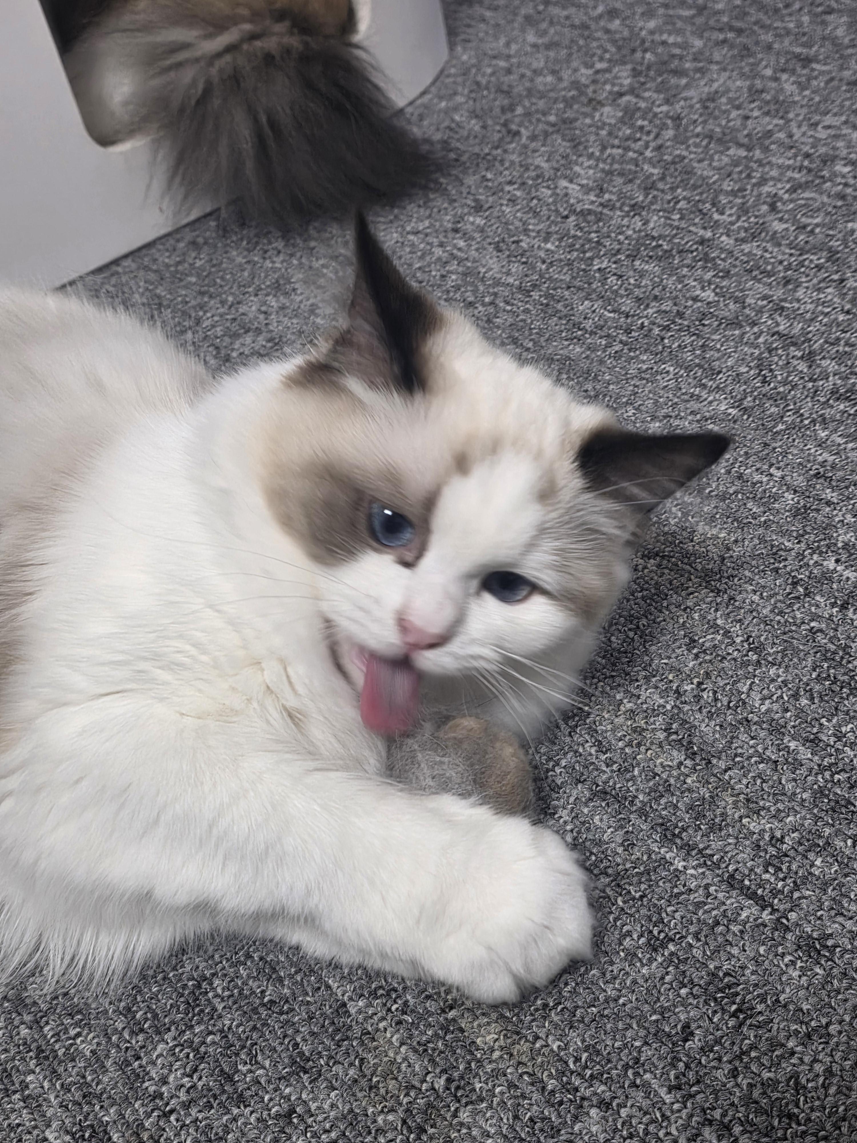 냥붕이 고앵이 사진 가져왔다 · 12번째 이미지