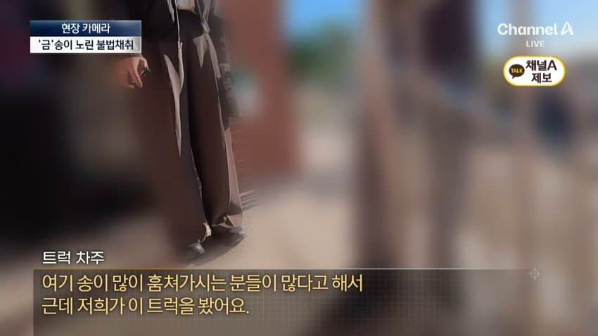 채널a) 송이버섯 1kg에 160만원...밤낮 추격전 · 22번째 이미지