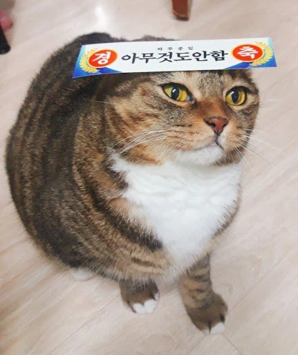 미국에서 최악으로 꼽는 알쏭달쏭 대통령 · 2번째 이미지