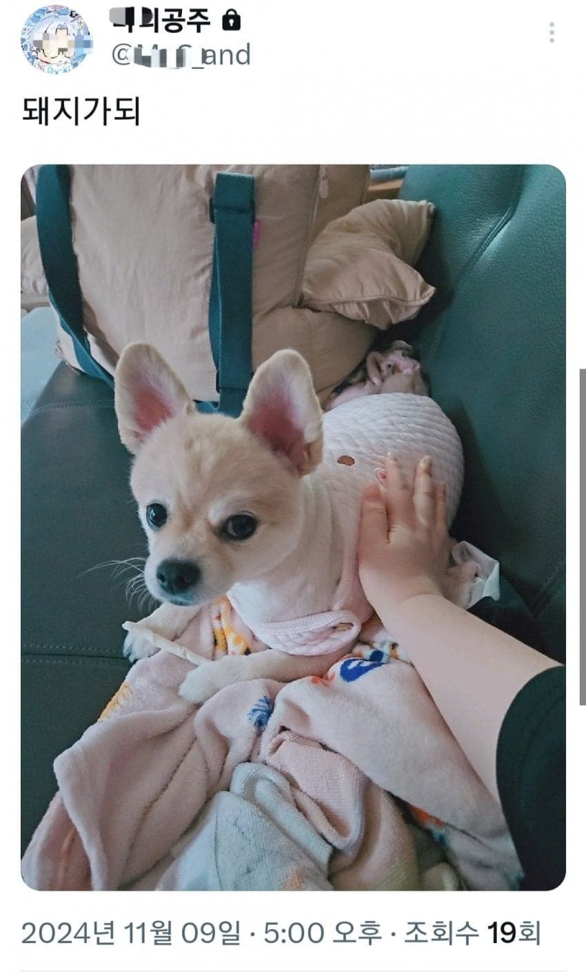 남자들 땀 냄새가 돼지 냄새같아 힘들다는 여자ㅠㅠ...jpg · 2번째 이미지