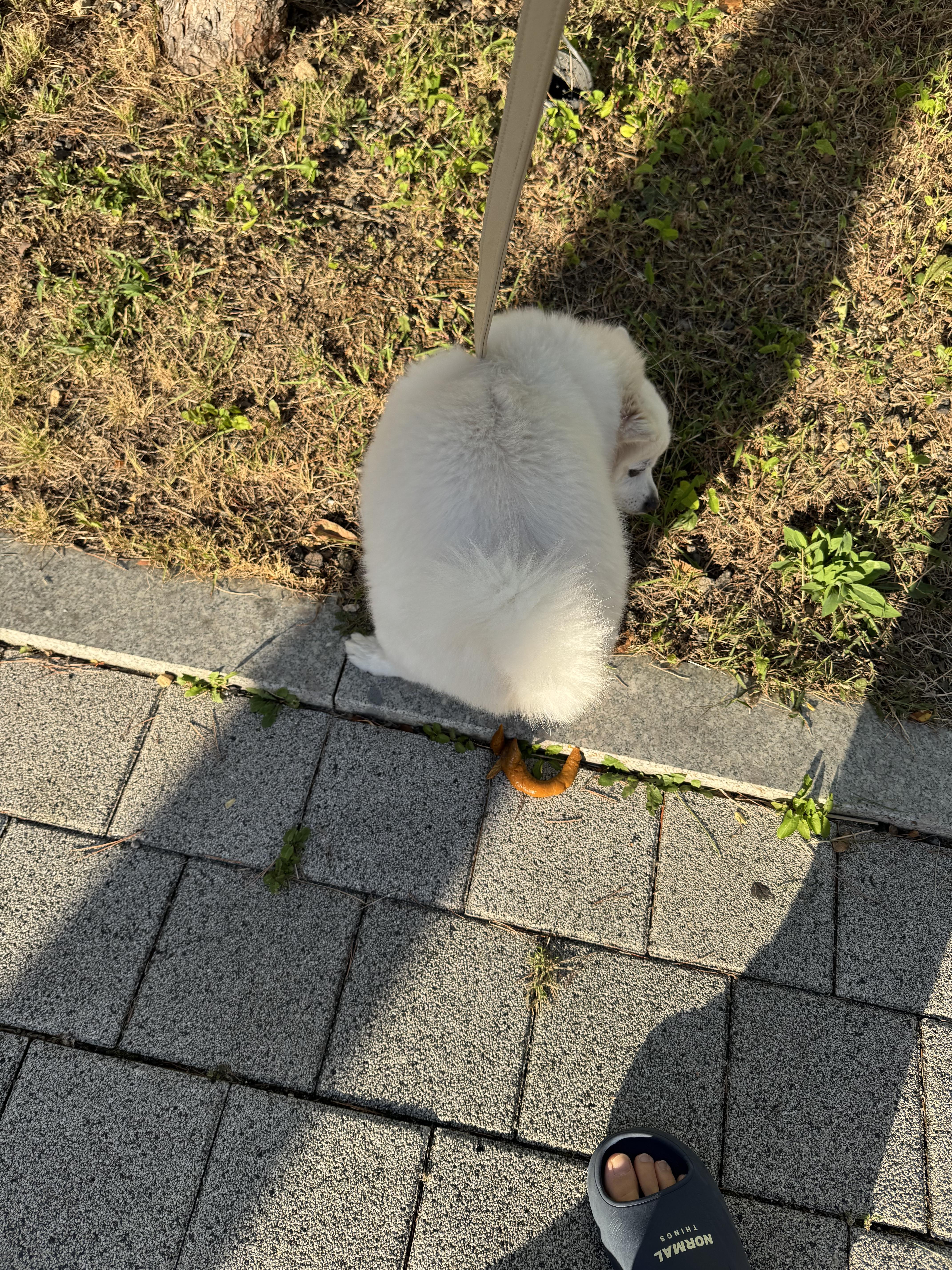 혹시 개붕이들이 좋아하는걸 합치면 에 갈까? · 11번째 이미지