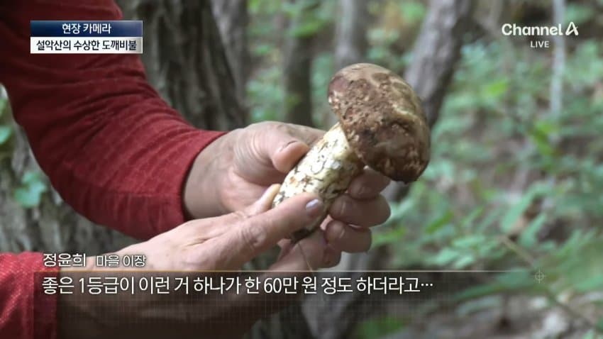 채널a) 송이버섯 1kg에 160만원...밤낮 추격전 · 3번째 이미지