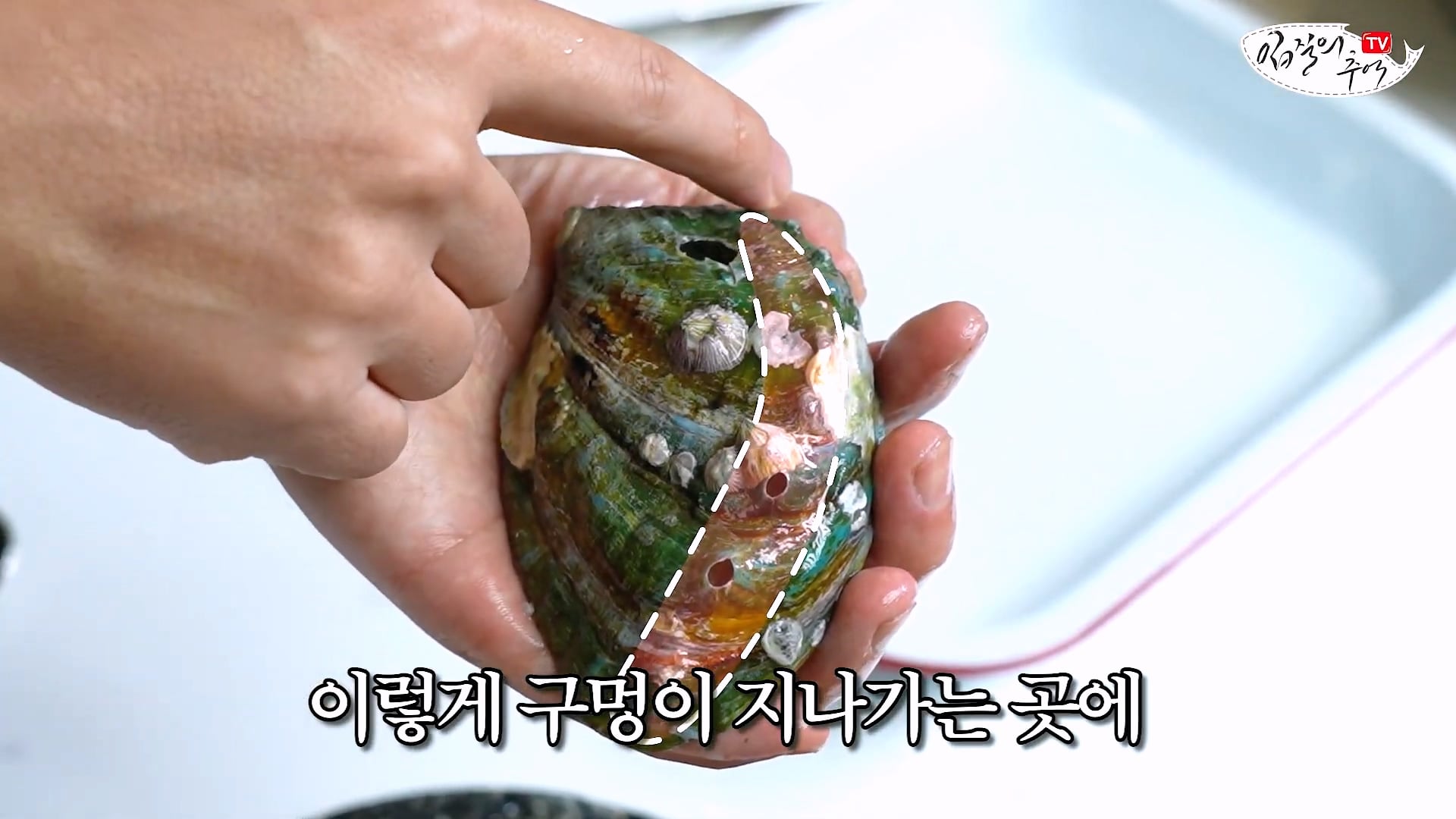 암컷 아저씨가 알려주는 손 쉬운 전복 손질 방법 · 32번째 이미지