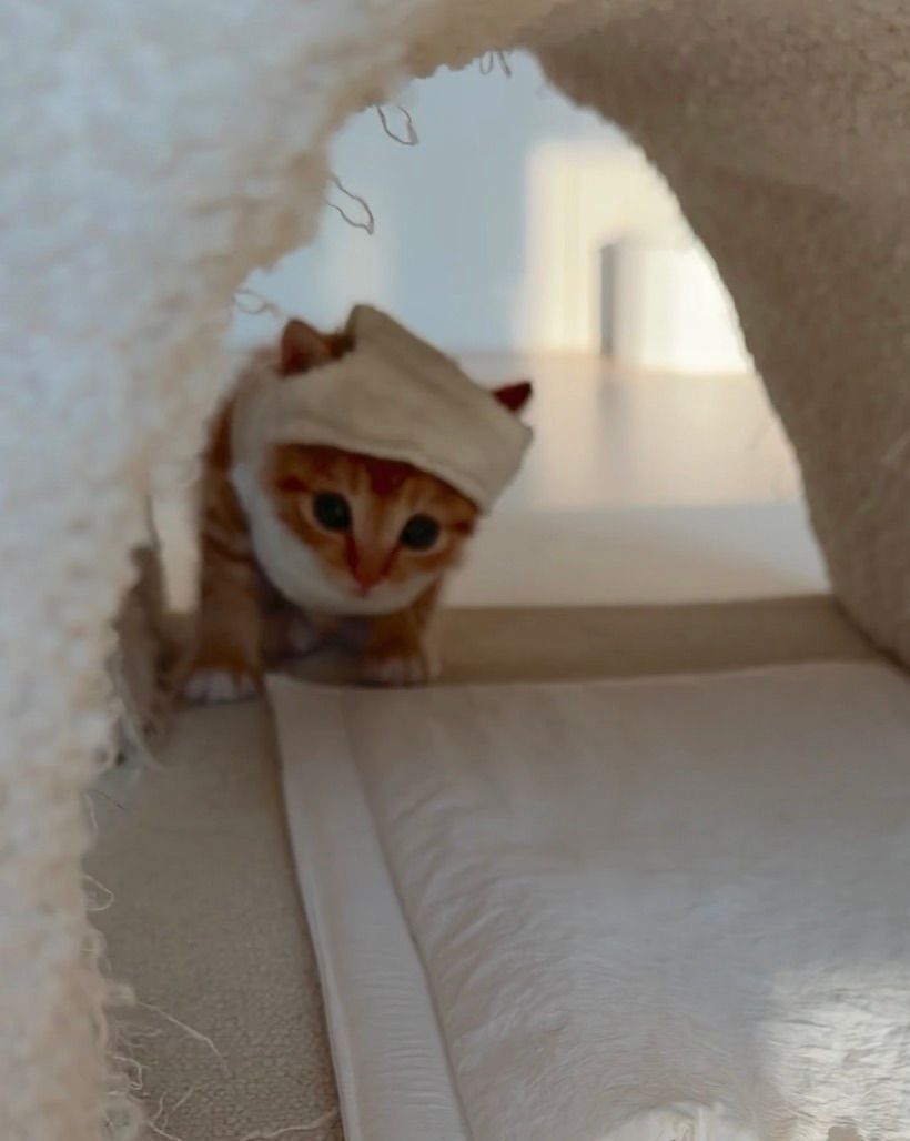 다이소 산 옷을 입는 고양이 · 11번째 이미지