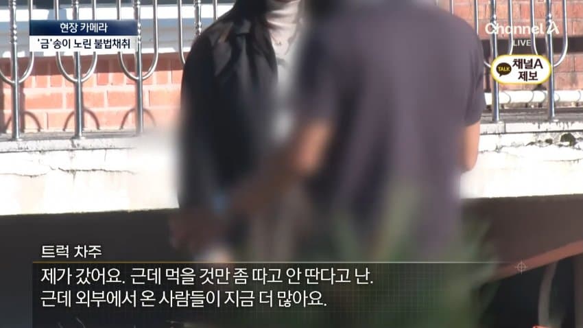 채널a) 송이버섯 1kg에 160만원...밤낮 추격전 · 23번째 이미지