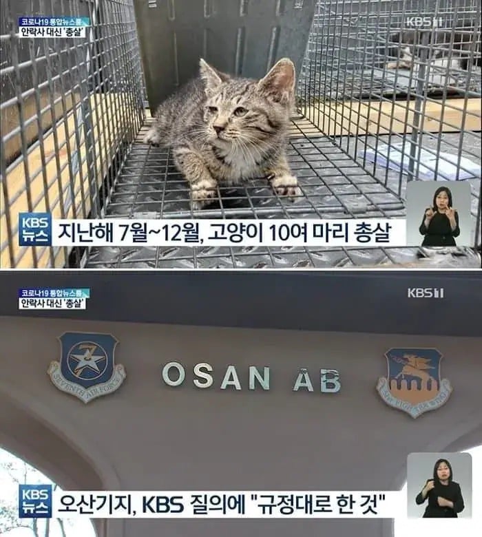 주한미군의 길고양이 문제 해결책 · 1번째 이미지
