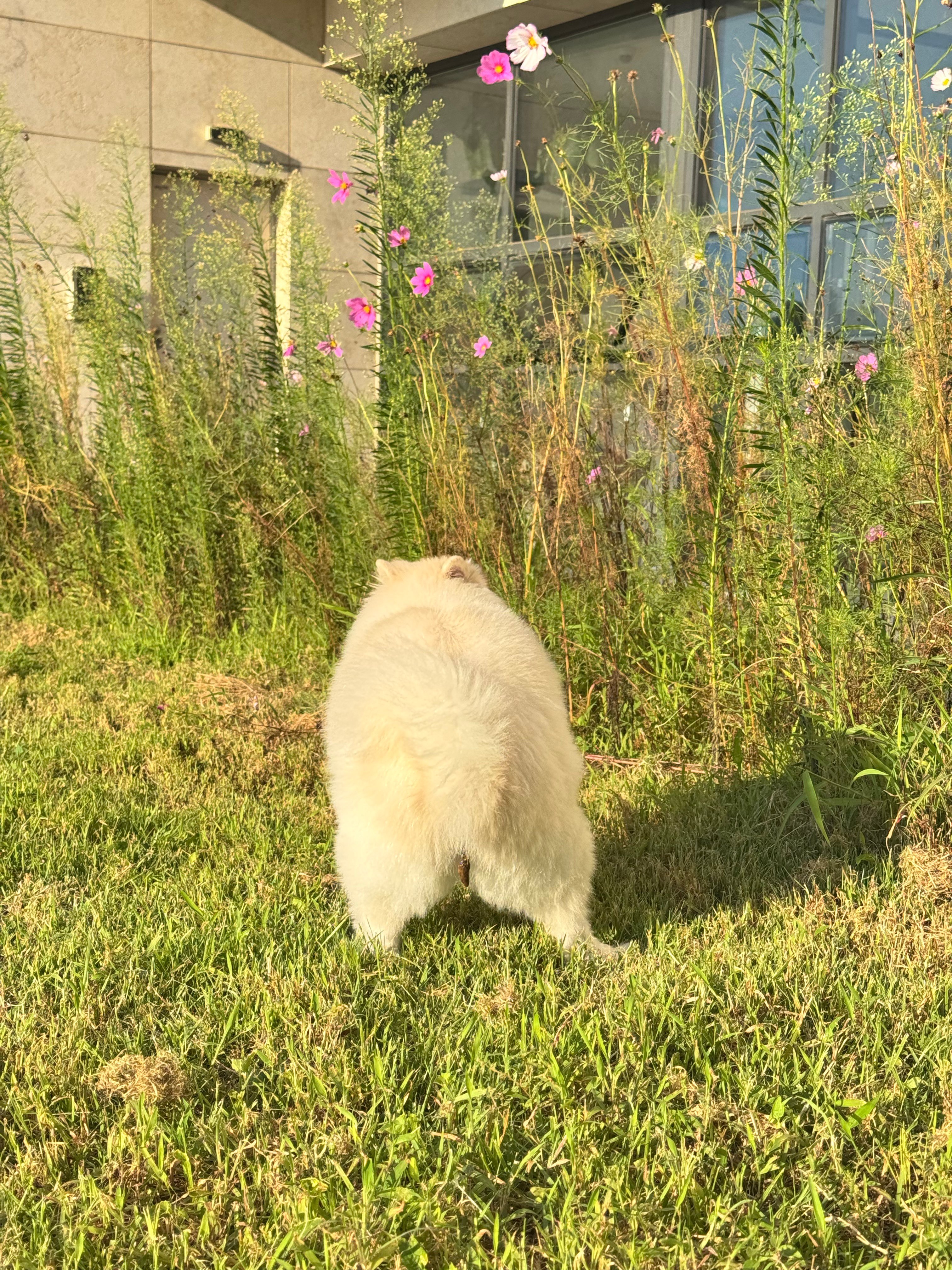 혹시 개붕이들이 좋아하는걸 합치면 에 갈까? · 15번째 이미지