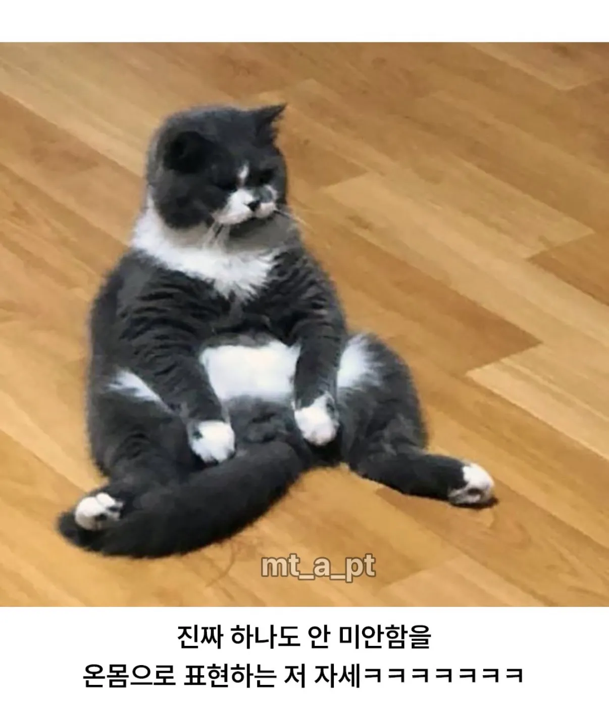 엄마한테 혼나서 대치중인 고양이.jpg · 2번째 이미지