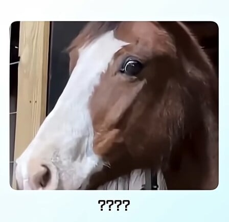 얼룩말 처음 본 말 반응 · 3번째 이미지