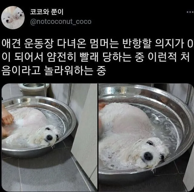 얌전히 빨래질 당하는 강아지.jpg