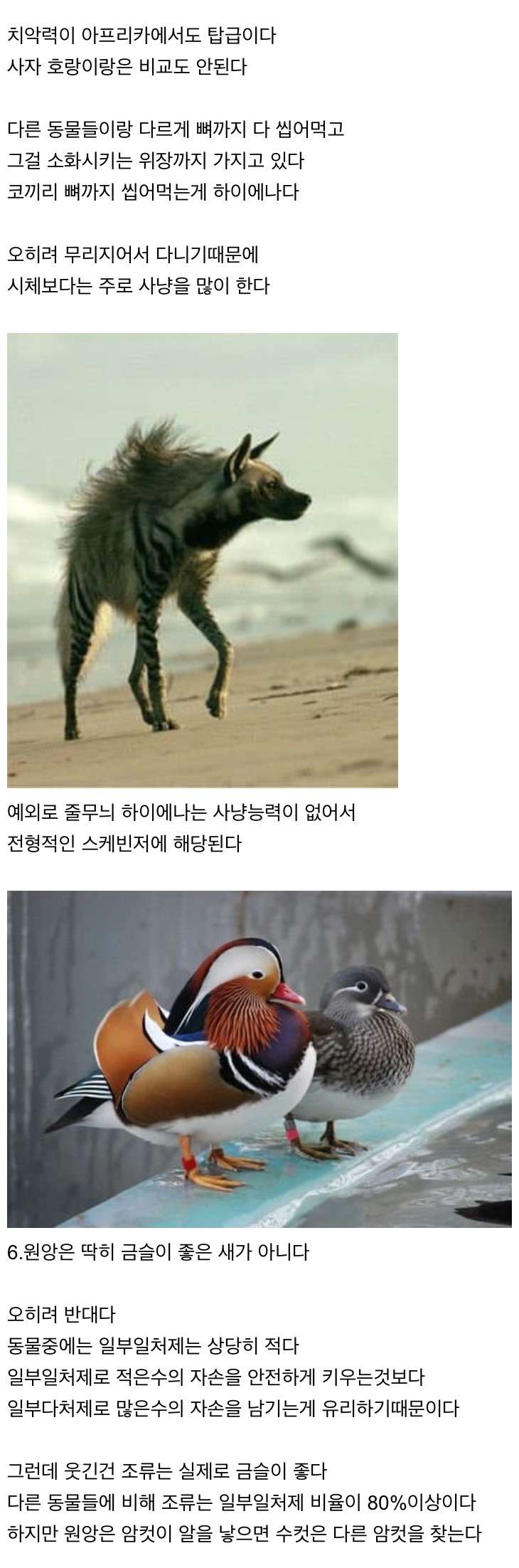신기한 동물 지식 10가지 · 2번째 이미지