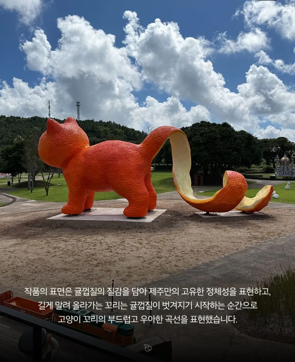 20260814_03.jpg 제주도에 나타난 거대 귤냥이(탠저린 캣)