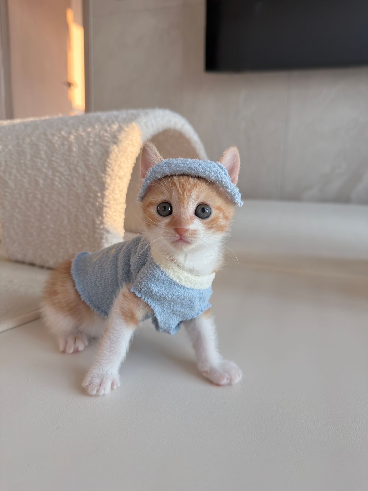 다이소 산 옷을 입는 고양이 · 7번째 이미지
