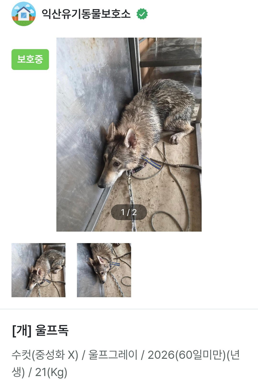 동물보호소에 들어온 두달된 울프독