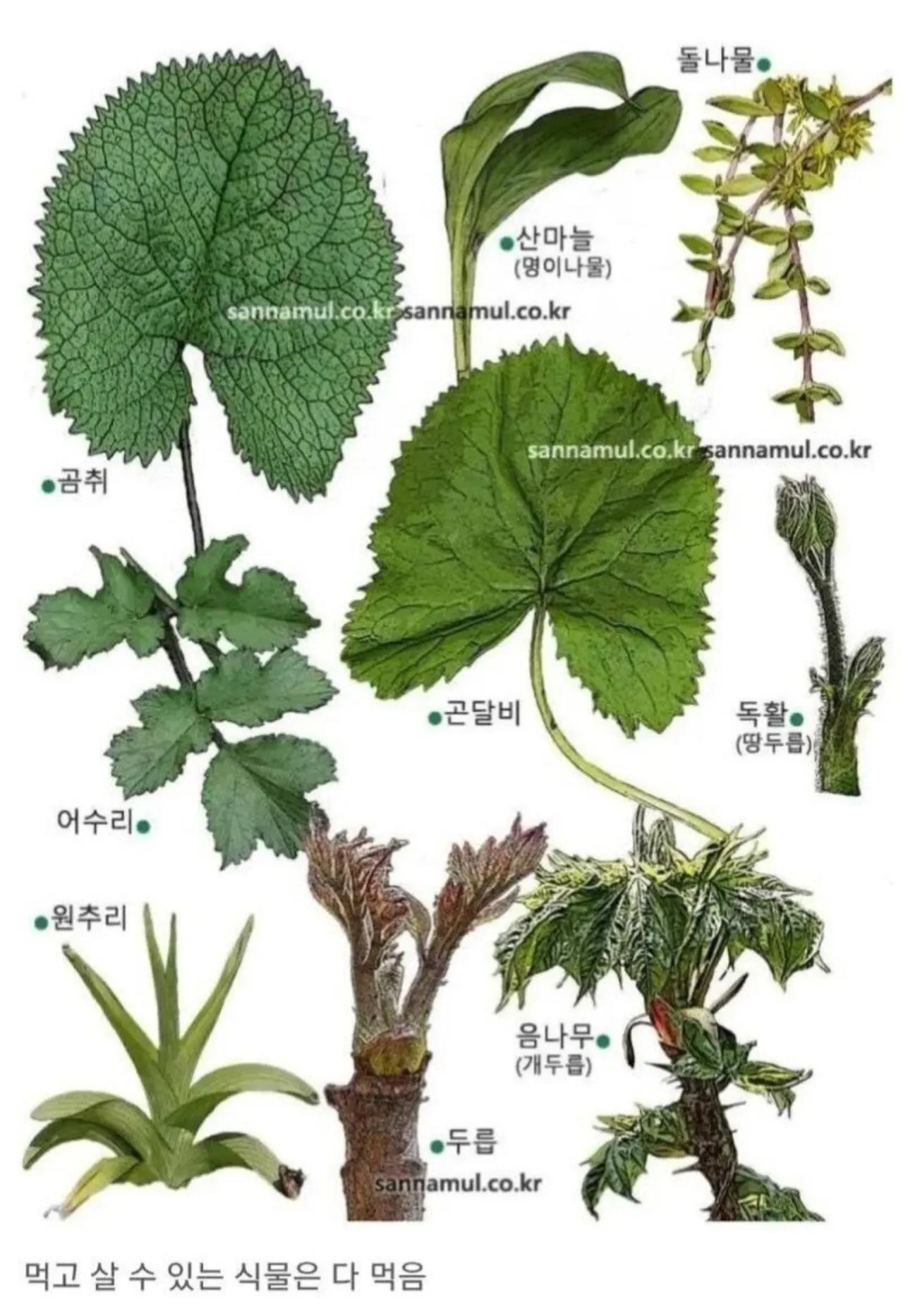 뭐든지 잘 먹는 한국인들 · 3번째 이미지