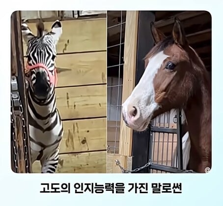 얼룩말 처음 본 말 반응 · 7번째 이미지