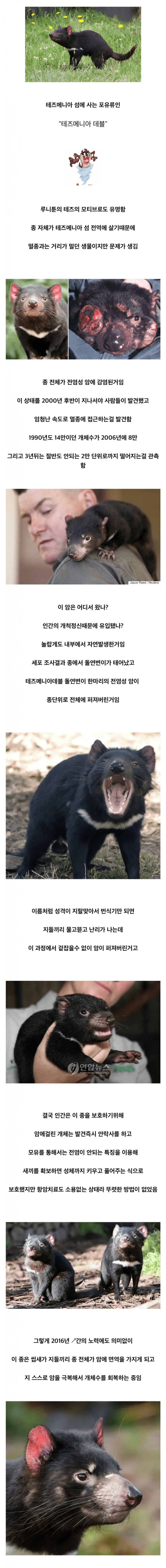 멸종 직전까지 몰린 종 하나가 되살아난 방법 · 1번째 이미지