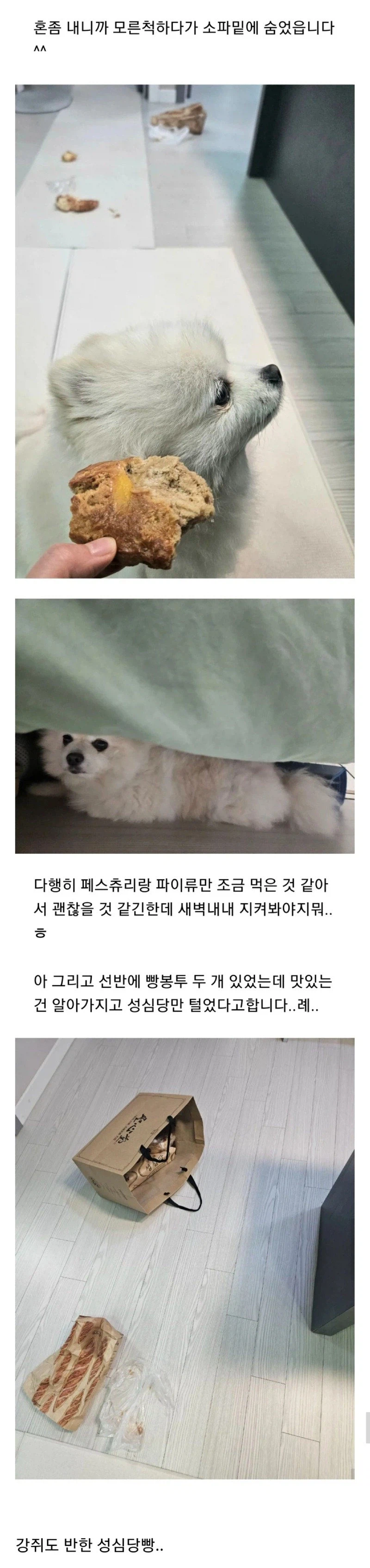 주인 몰래 빵 훔쳐먹는 댕댕이 · 2번째 이미지
