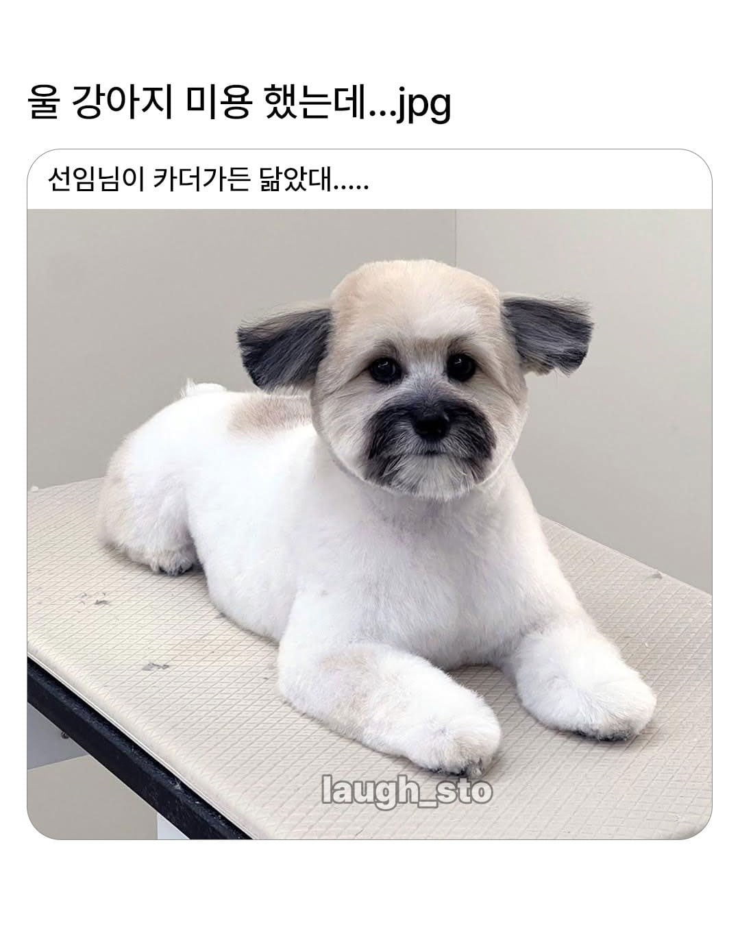 카더가든 닮은 강아지.jpg · 1번째 이미지