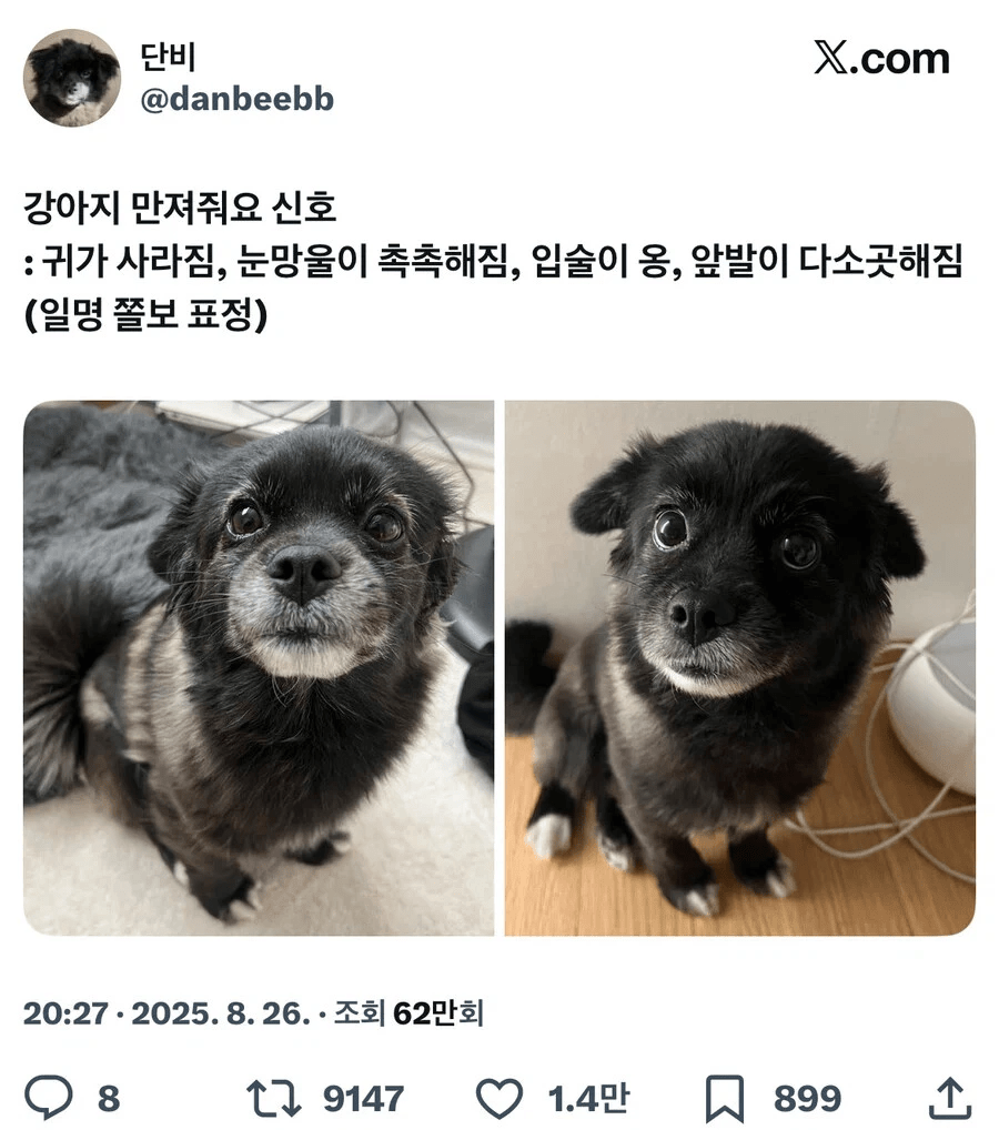 자기를 만져달라는 강아지들의 신호