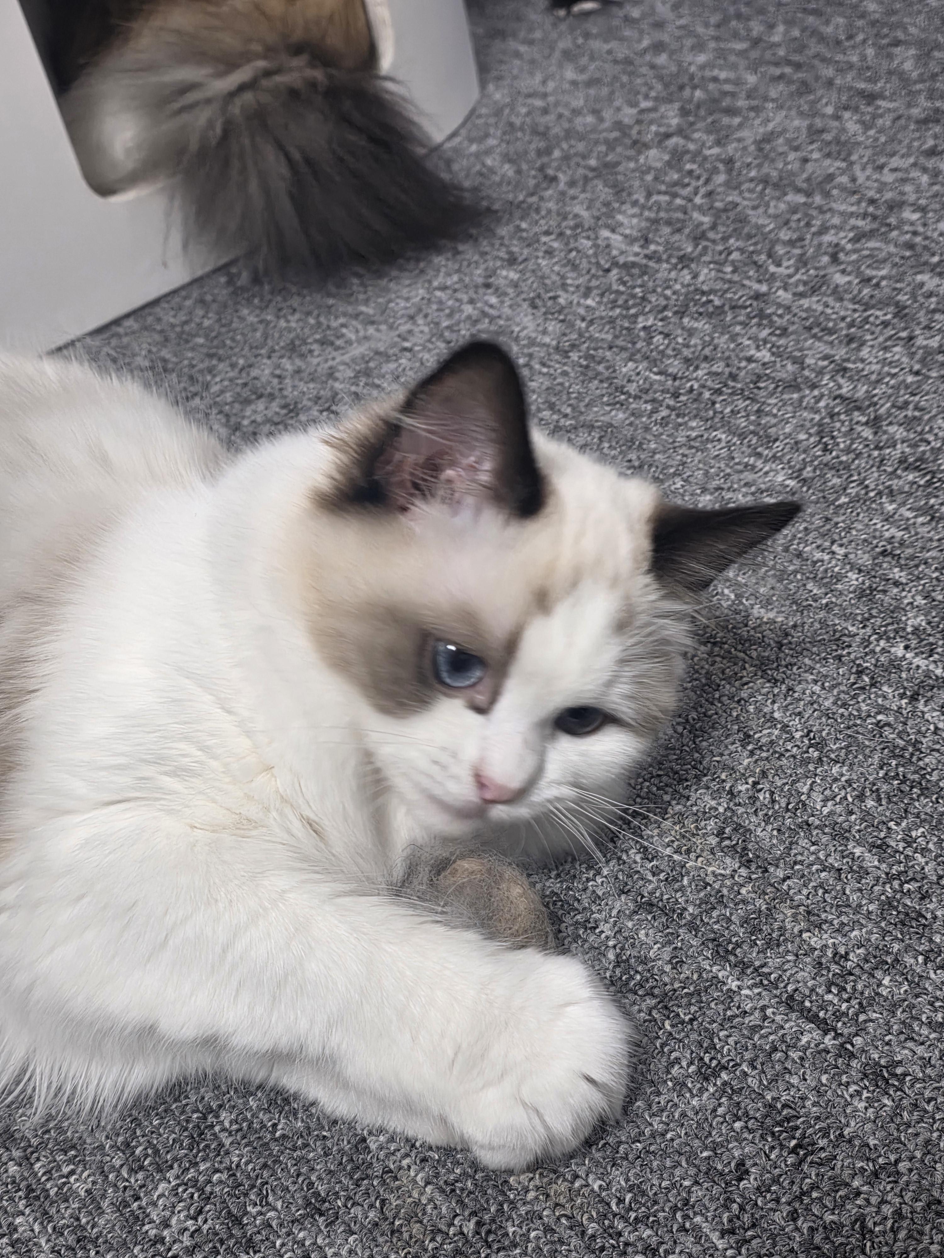 냥붕이 고앵이 사진 가져왔다 · 11번째 이미지