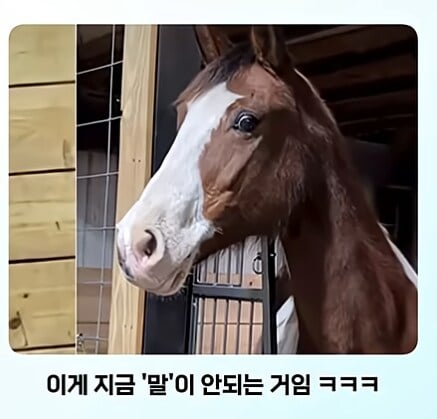 얼룩말 처음 본 말 반응 · 8번째 이미지
