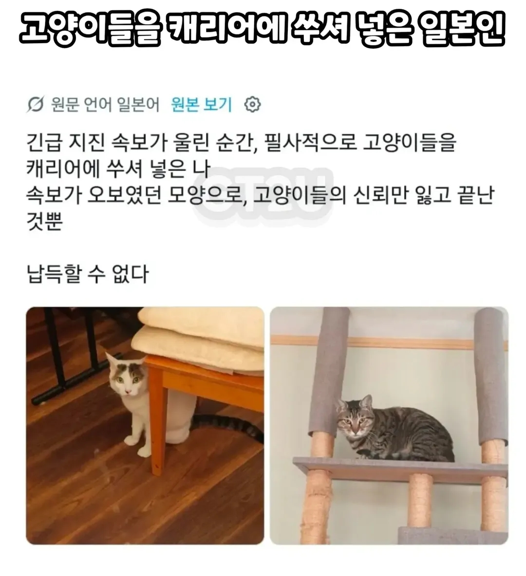 고양이들을 캐리어에 쑤셔넣은 일본인.jpg