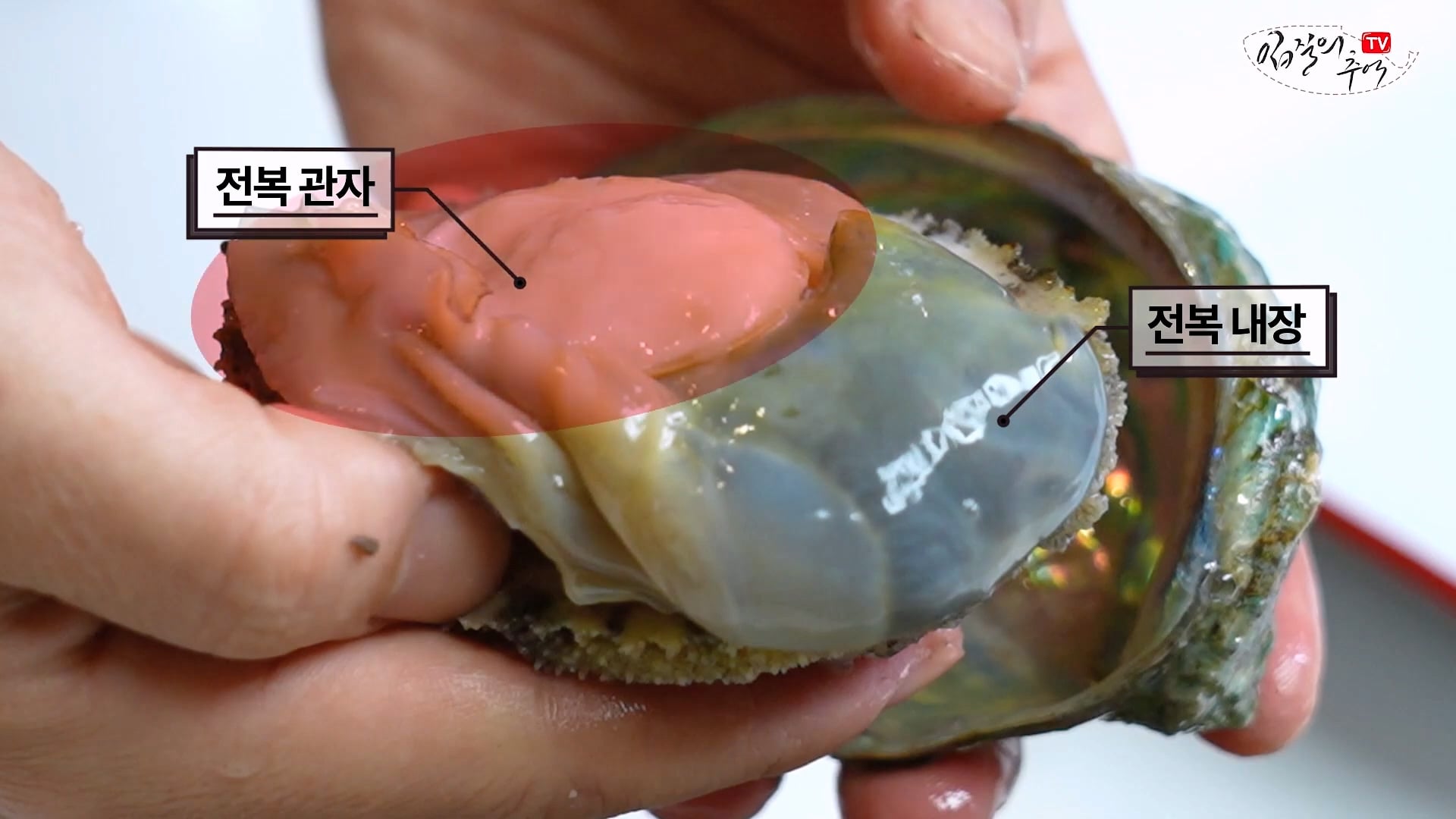 암컷 아저씨가 알려주는 손 쉬운 전복 손질 방법 · 28번째 이미지