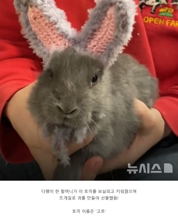 귀 없이 태어난 토끼를 보살핀 할머니 · 2번째 이미지