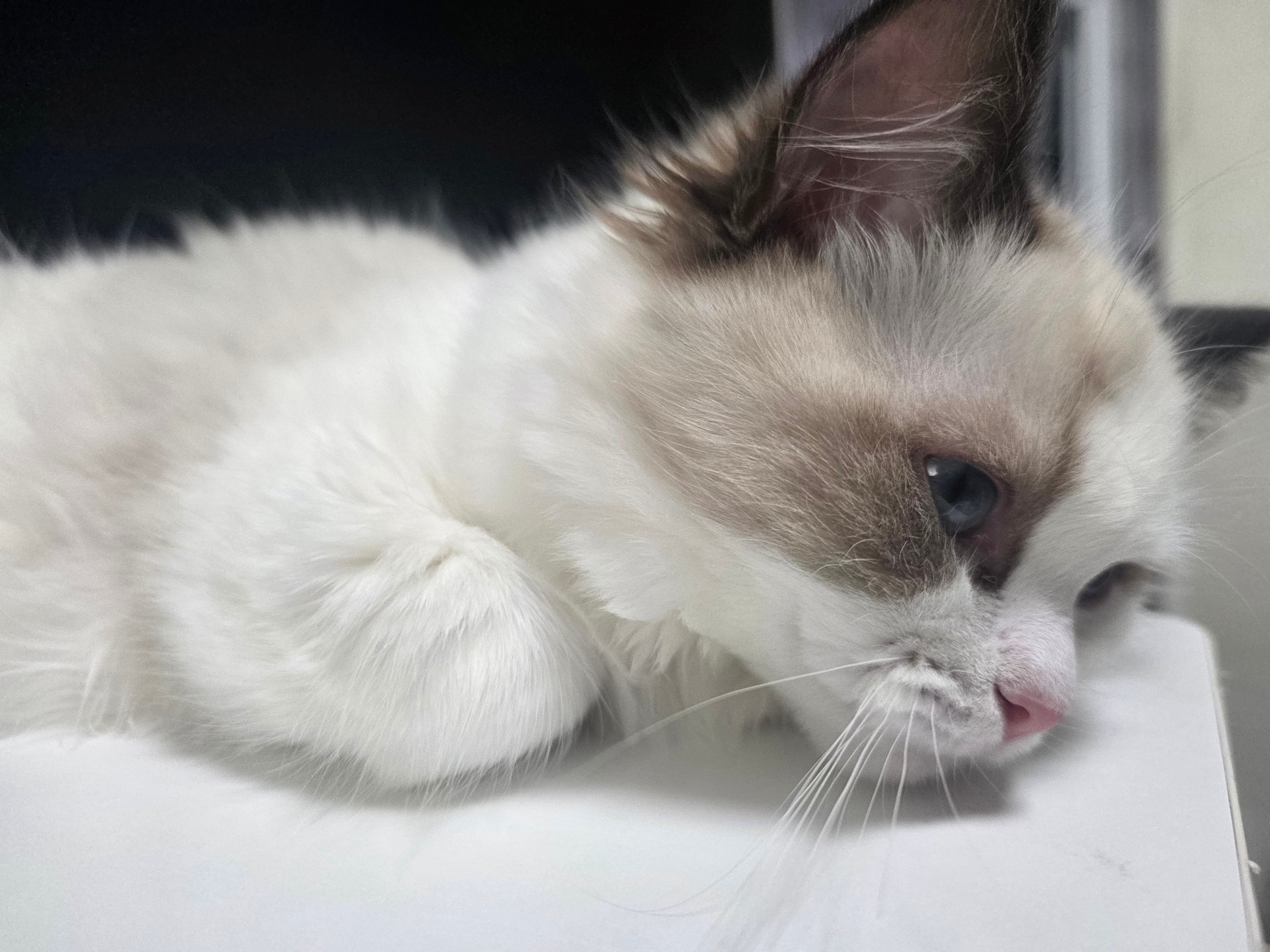 냥붕이 고앵이 사진 가져왔다 · 8번째 이미지