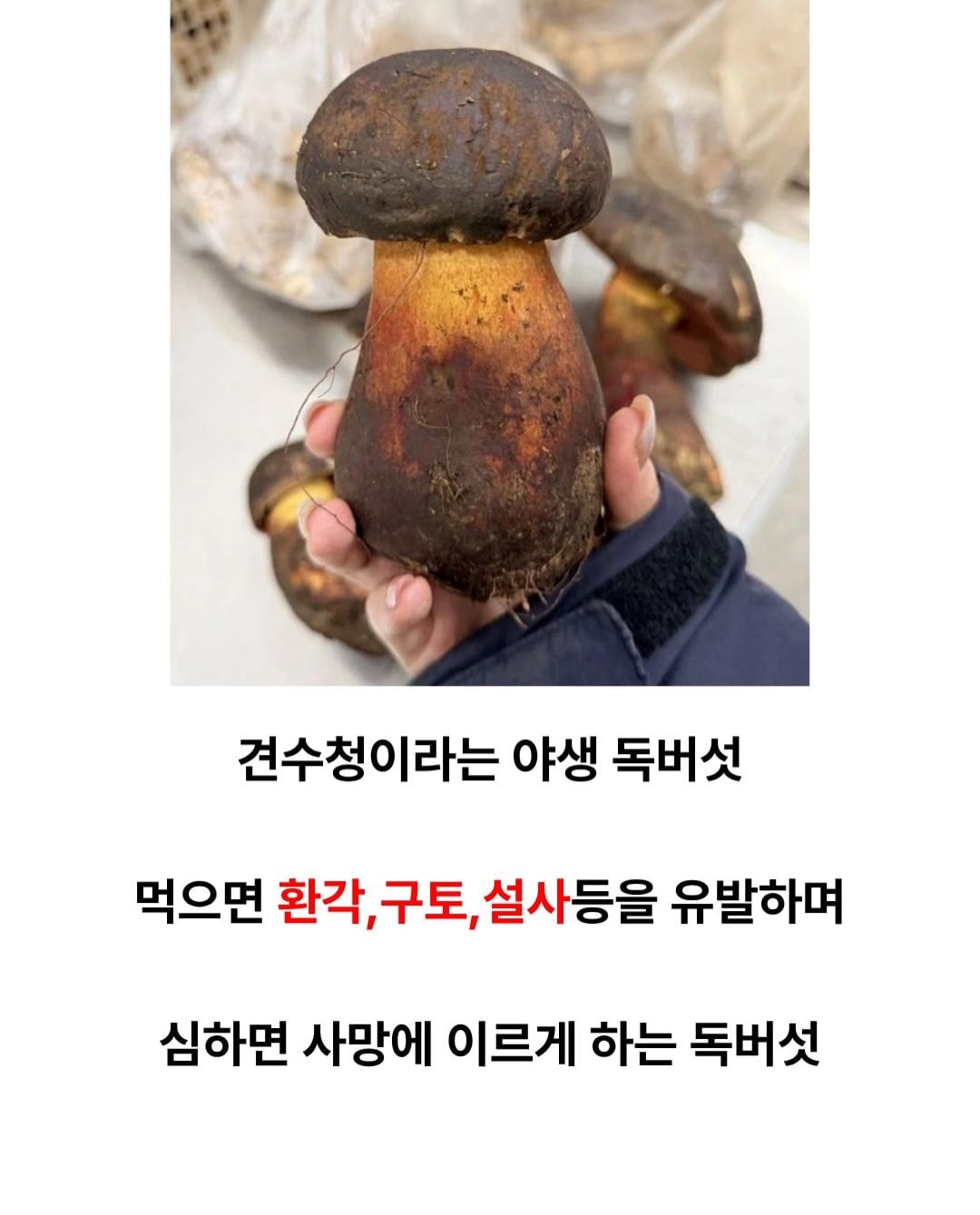 존나게 맛있다는 야생의 독버섯.jpg · 1번째 이미지